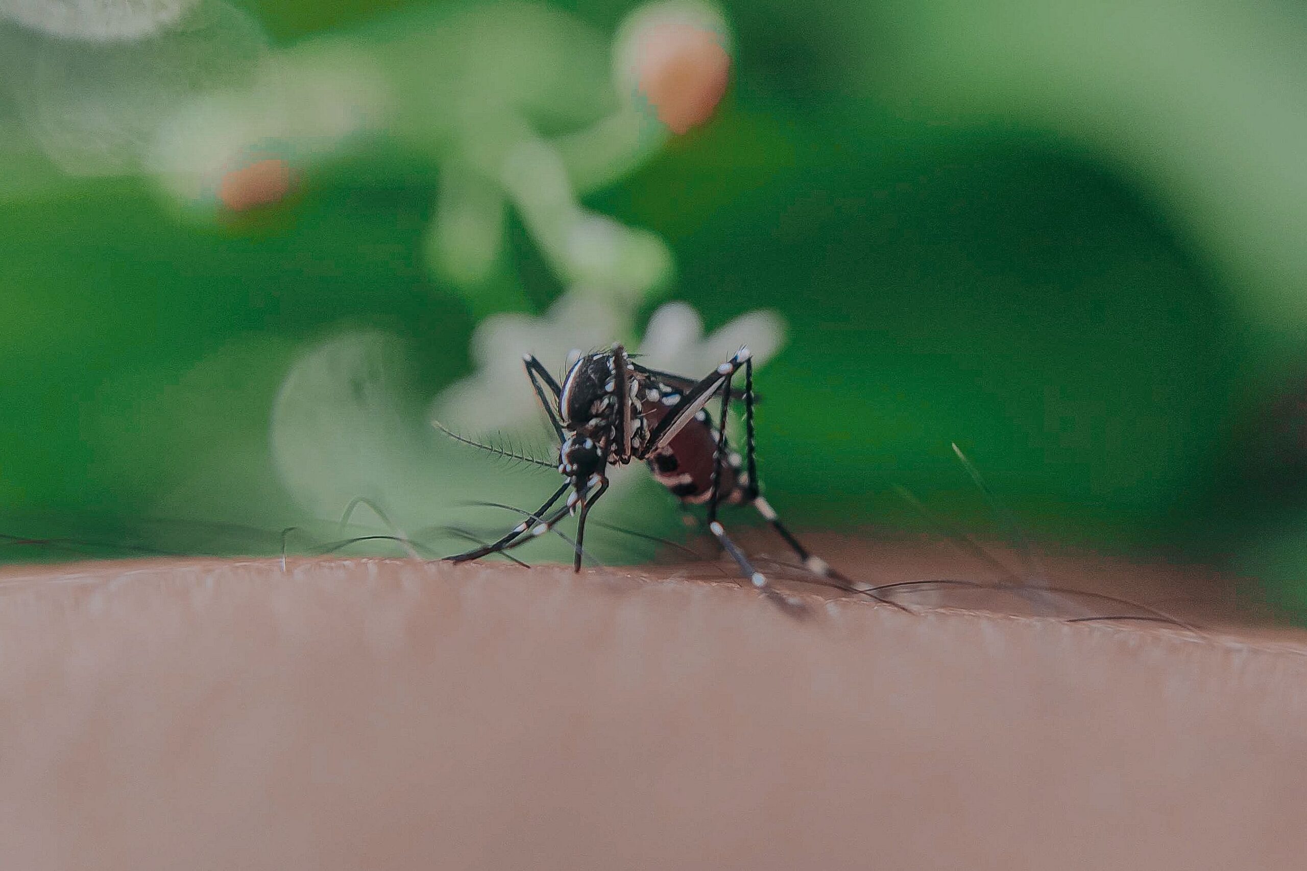 Close-up of a mosquito biting human skin causing a bug bite skin reaction in Kimball Tennessee