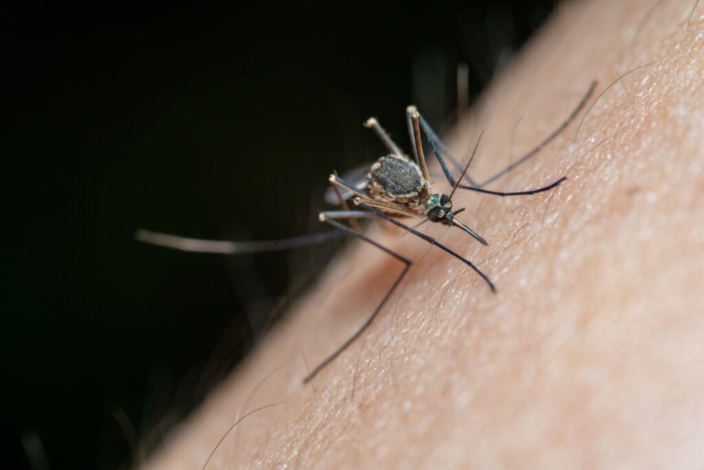 Mosquito on human skin that can cause a bug bite skin reaction requiring dermatology treatment