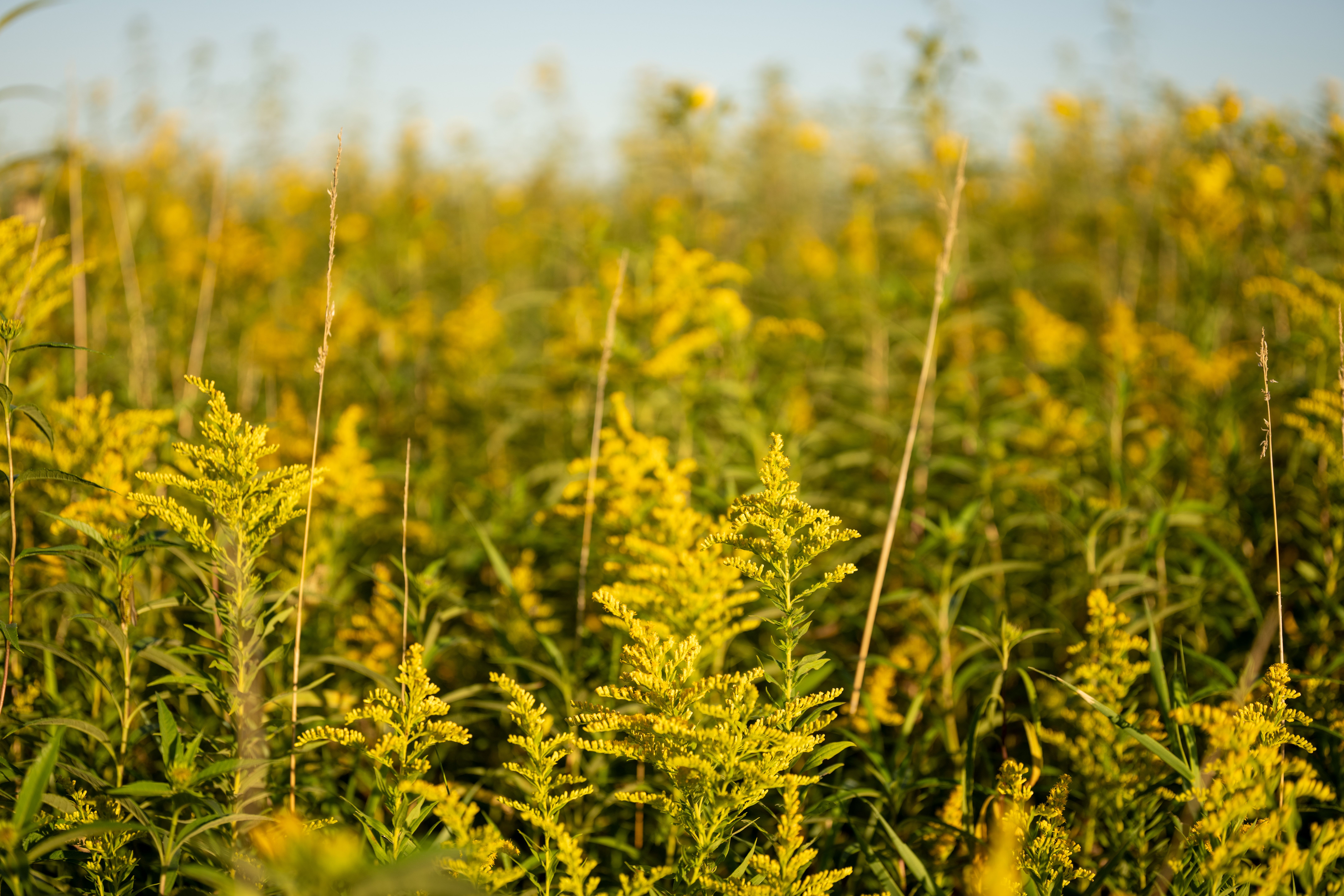 Goldenrod and ragweed blooming in Southeast Tennessee during fall allergy season that triggers eczema flares